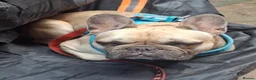 French Bulldog dogs for sale: 3.5 year old male French bulldog  - Advert 6