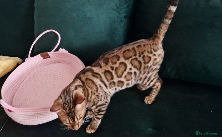 Bengal cats Active Tica registered boy😍 - Advert 2