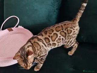 Bengal cats Active Tica registered boy😍 - Advert 5