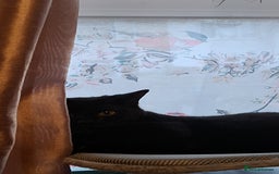 British Shorthair cats for sale: *Urgent* Black cat looking for a home - Image 2