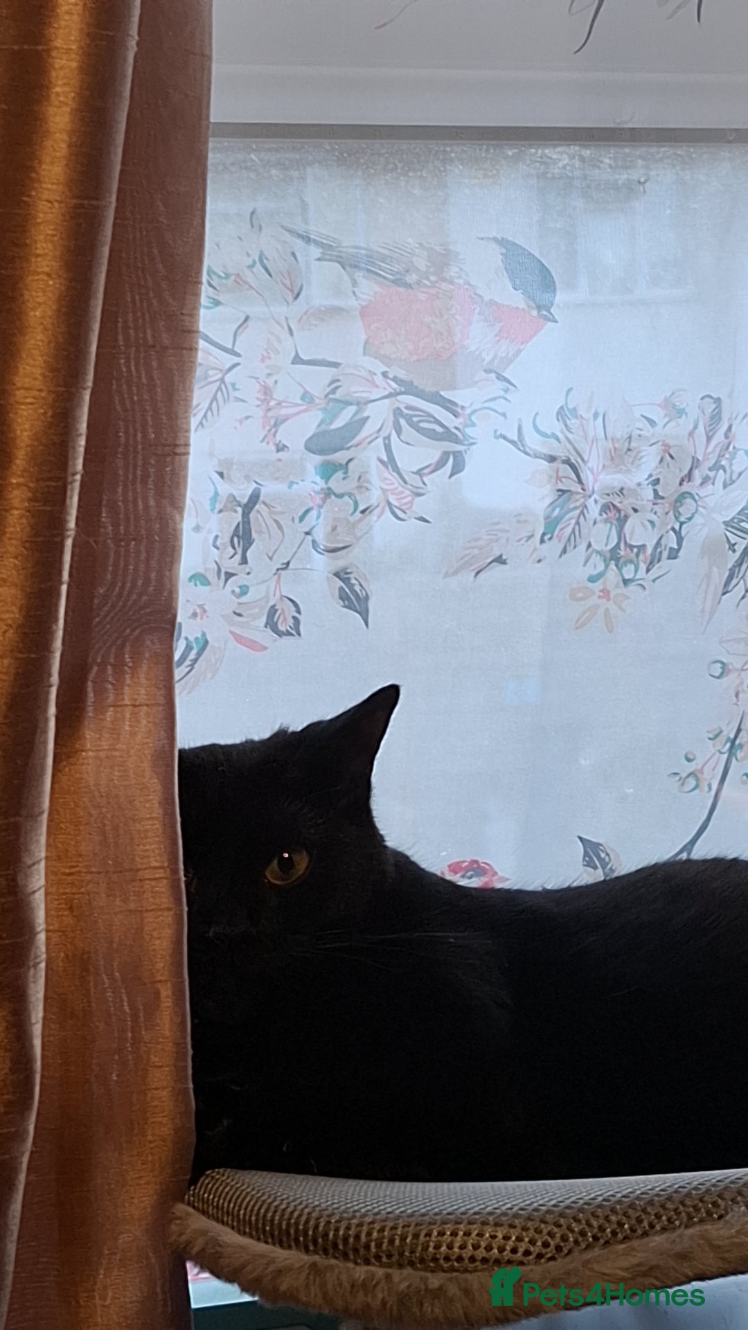 British Shorthair cats for sale: *Urgent* Black cat looking for a home - Image 2