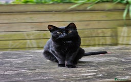 Bombay cats for sale: Bombay and ginger - Image 3