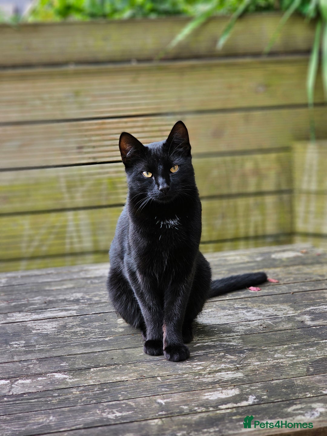 Bombay cats for sale: Bombay and ginger - Image 3
