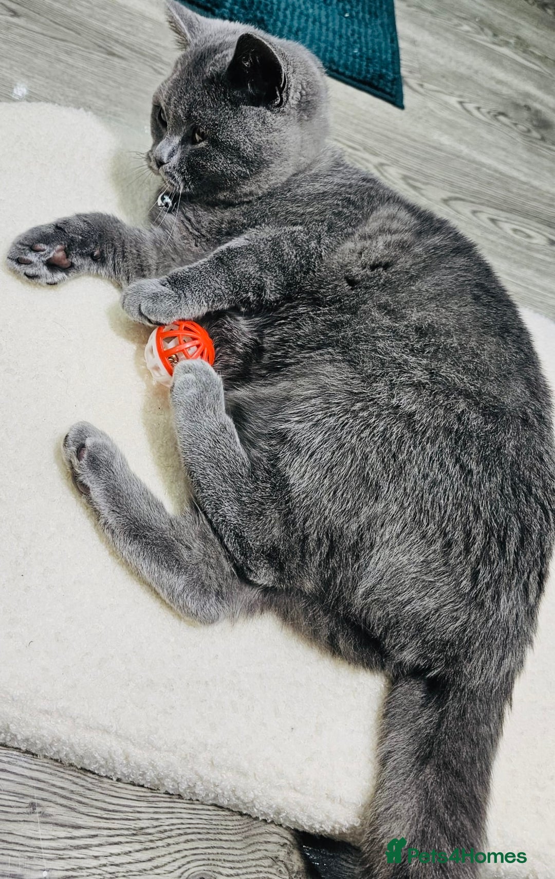 British Shorthair cats for sale: Stunning Blue British Shorthair Kitten 19 Weeks! - Advert 5