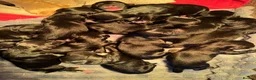 Sproodle dogs for sale: Deposits now taken for my Sproodle pups! - Advert 6