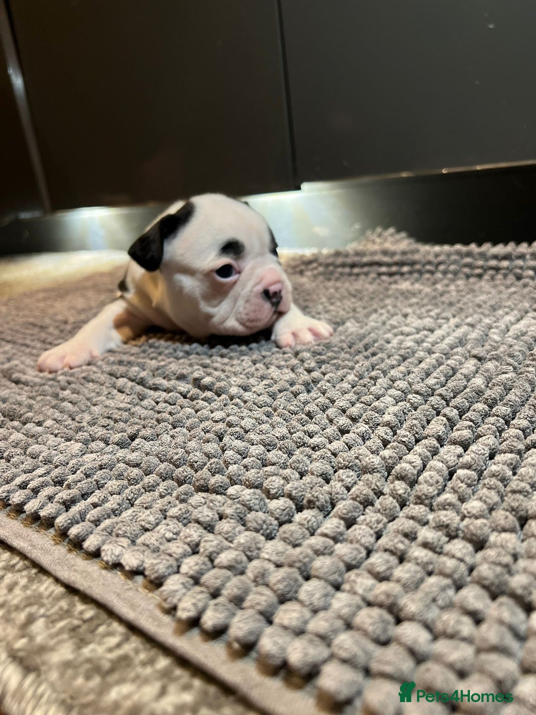 French Bulldog dogs for sale: ♥️Litter of 6 French Bulldog Puppies♥️ - Advert 16