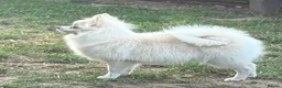 German Spitz dogs for sale: *** Beautiful Cream Spitz *** - Advert 3