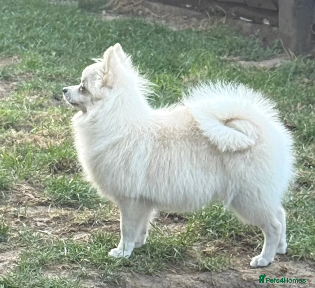 German Spitz dogs for sale: *** Beautiful Cream Spitz *** - Advert 3