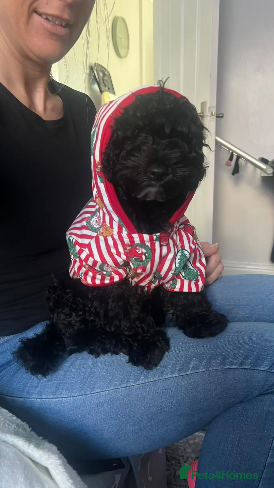 Cavapoo dogs for sale: Puppy rehoming - Advert 2