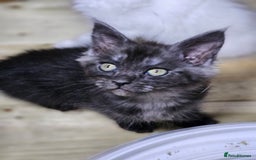 Maine Coon cats for sale: Maine Coon  - Image 10