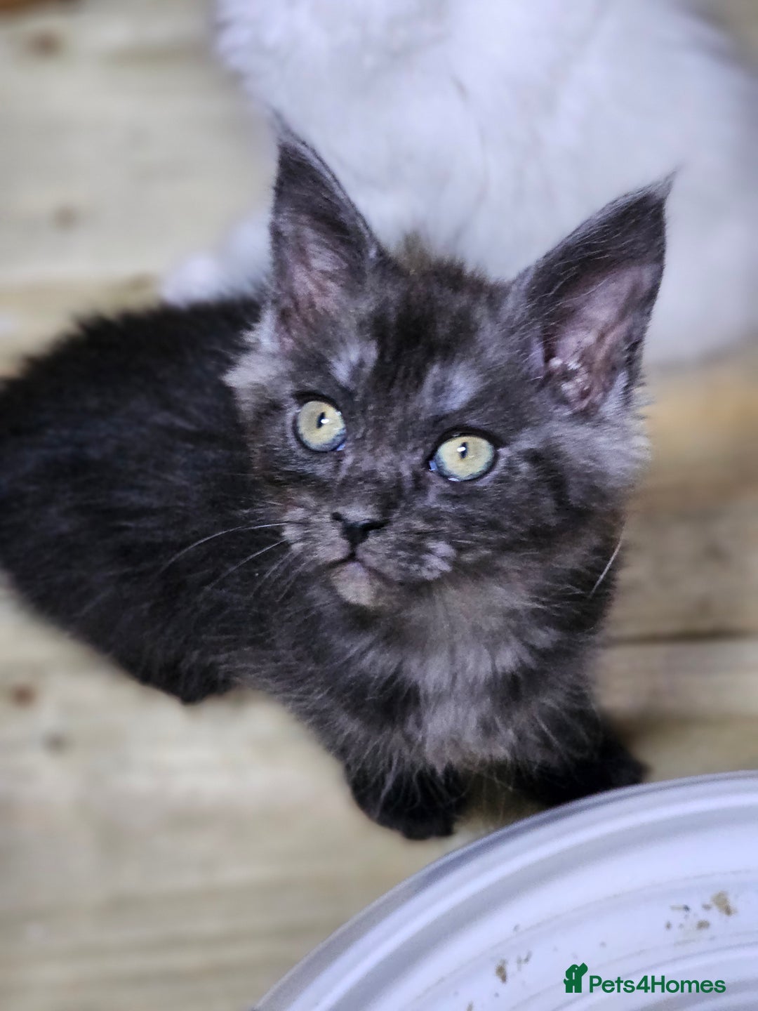 Maine Coon cats for sale: Maine Coon  - Image 10