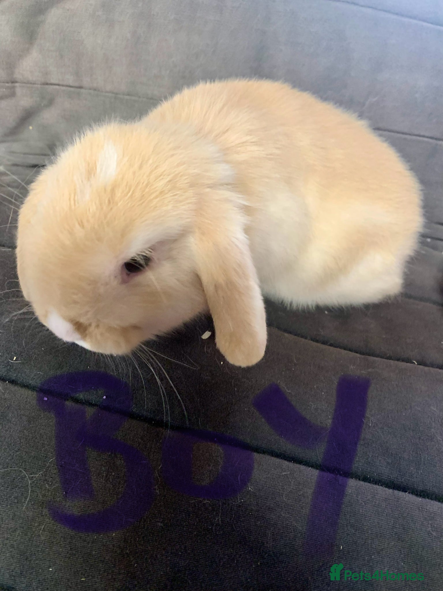 Mini Lop rabbits Mini lops  - Advert 7