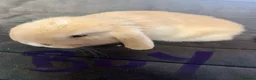 Mini Lop rabbits for sale: Mini lops  - Advert 6