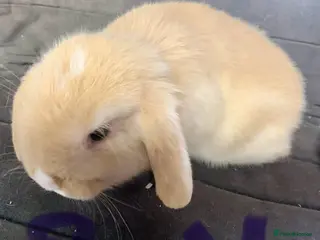 Mini Lop rabbits Mini lops - Advert 7