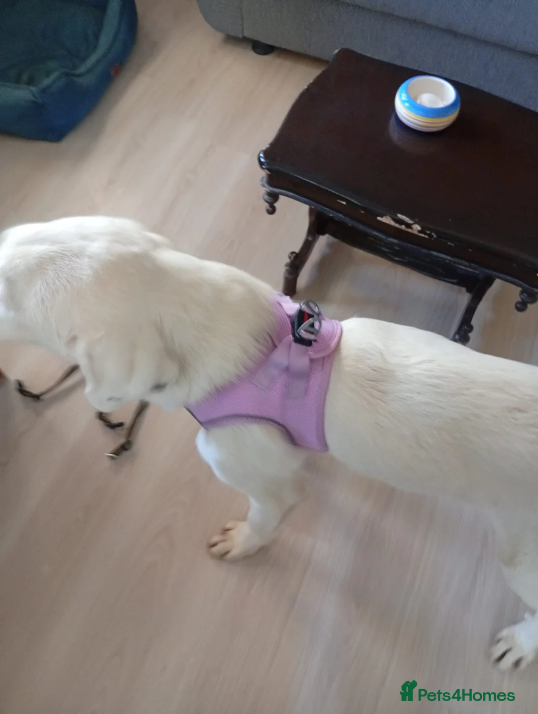 Mixed Breed dogs for adoption: Casper – Dalmatian Mix Rescue Boy Needs Home in London - Advert 2