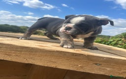 English Bulldog dogs for sale: English bulldog puppies - Image 2