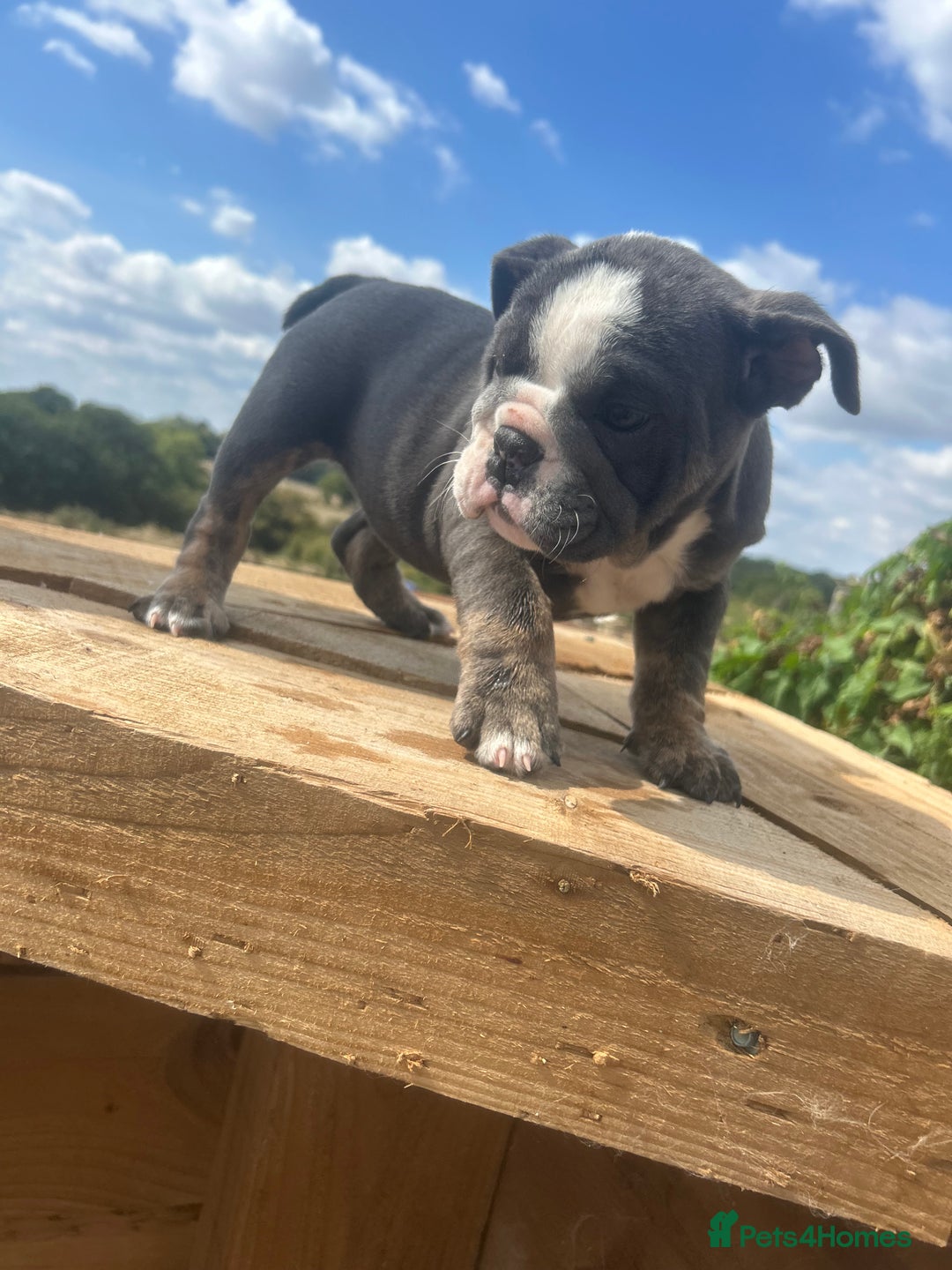 English Bulldog dogs for sale: English bulldog puppies - Image 2