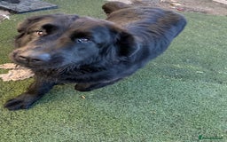 Mixed Breed dogs for sale: Beautiful Newfoundland X Golden Retriever Girl - Image 4