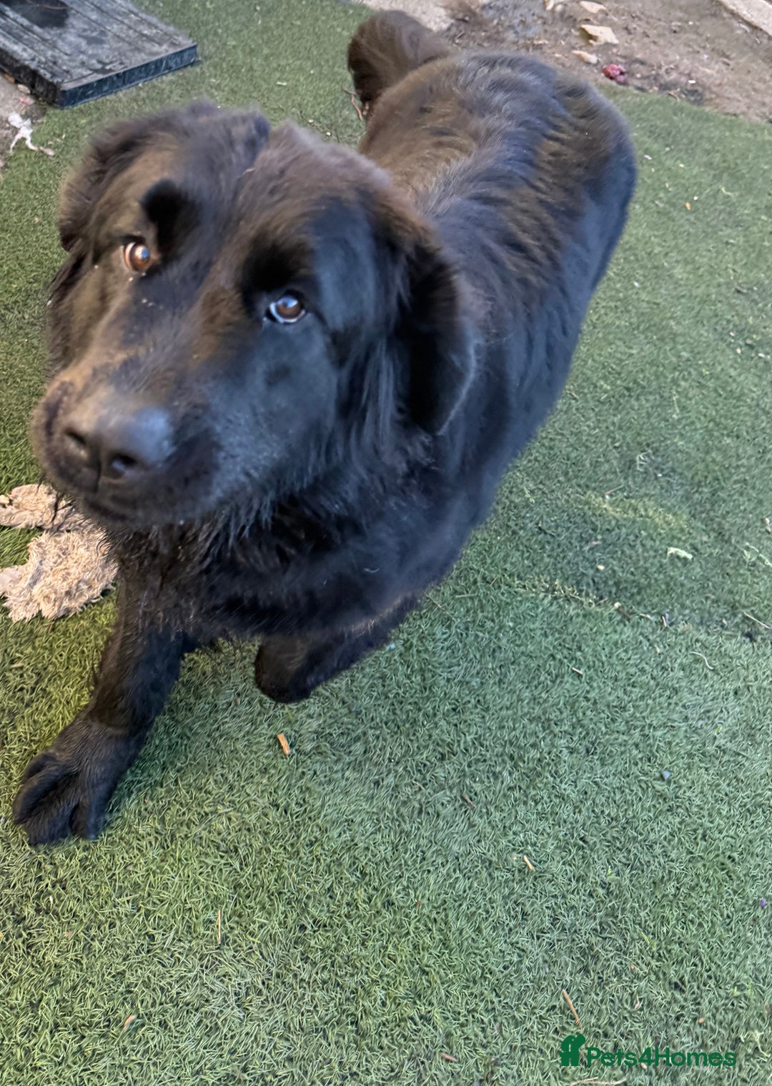 Mixed Breed dogs for sale: Beautiful Newfoundland X Golden Retriever Girl - Image 4