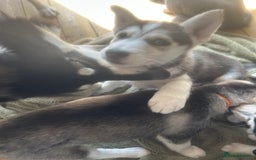 Siberian Husky dogs for sale: Lovely husky puppies, ready for new homes on 25/8 - Image 2