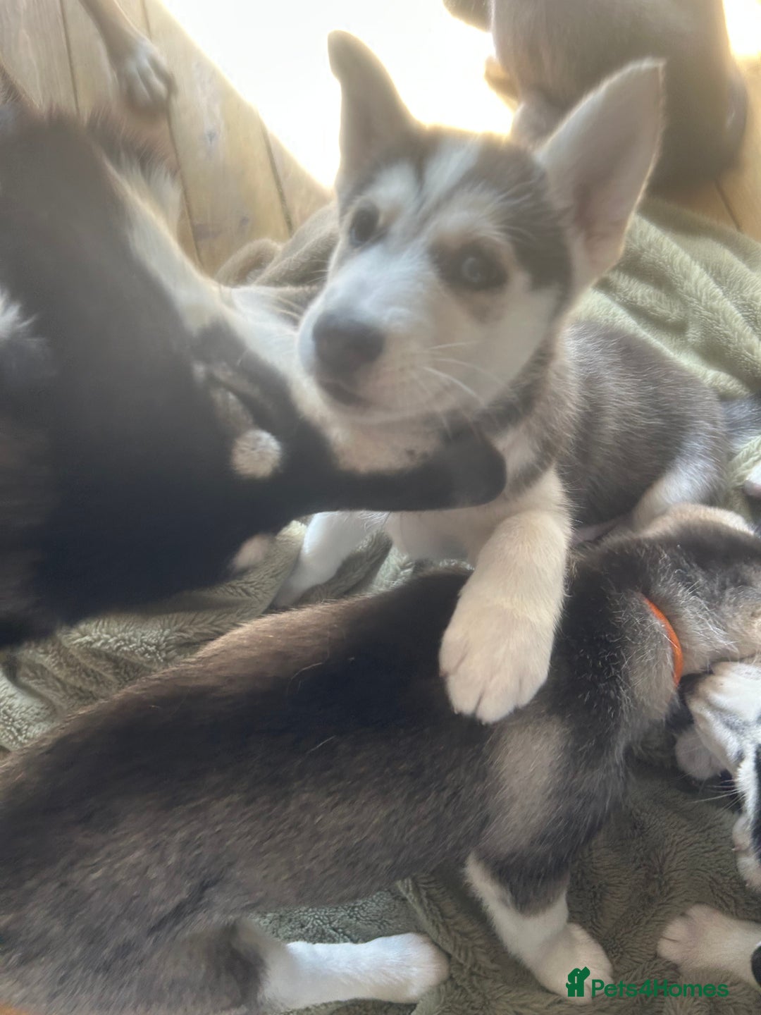 Siberian Husky dogs for sale: Lovely husky puppies, ready for new homes on 25/8 - Image 2