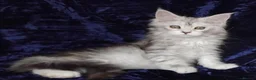 Maine Coon cats for sale: Pure Maine Coons Kittens For Sale - Advert 2