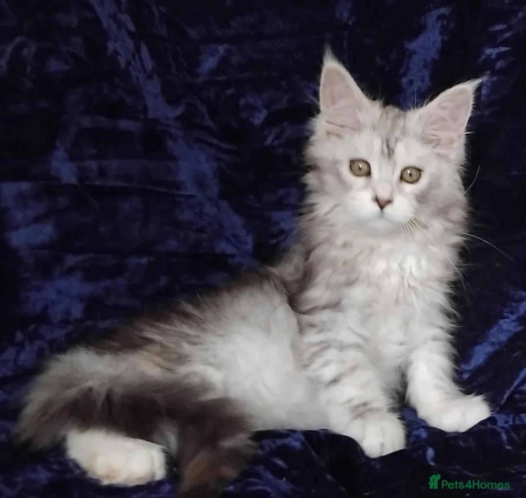 Maine Coon cats for sale: Pure Maine Coons Kittens For Sale - Advert 2