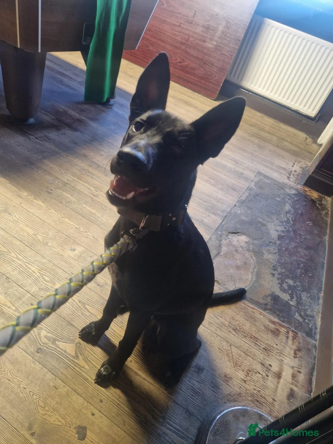 Belgian Shepherd Dog dogs for sale: Beautiful mali boy - Advert 4