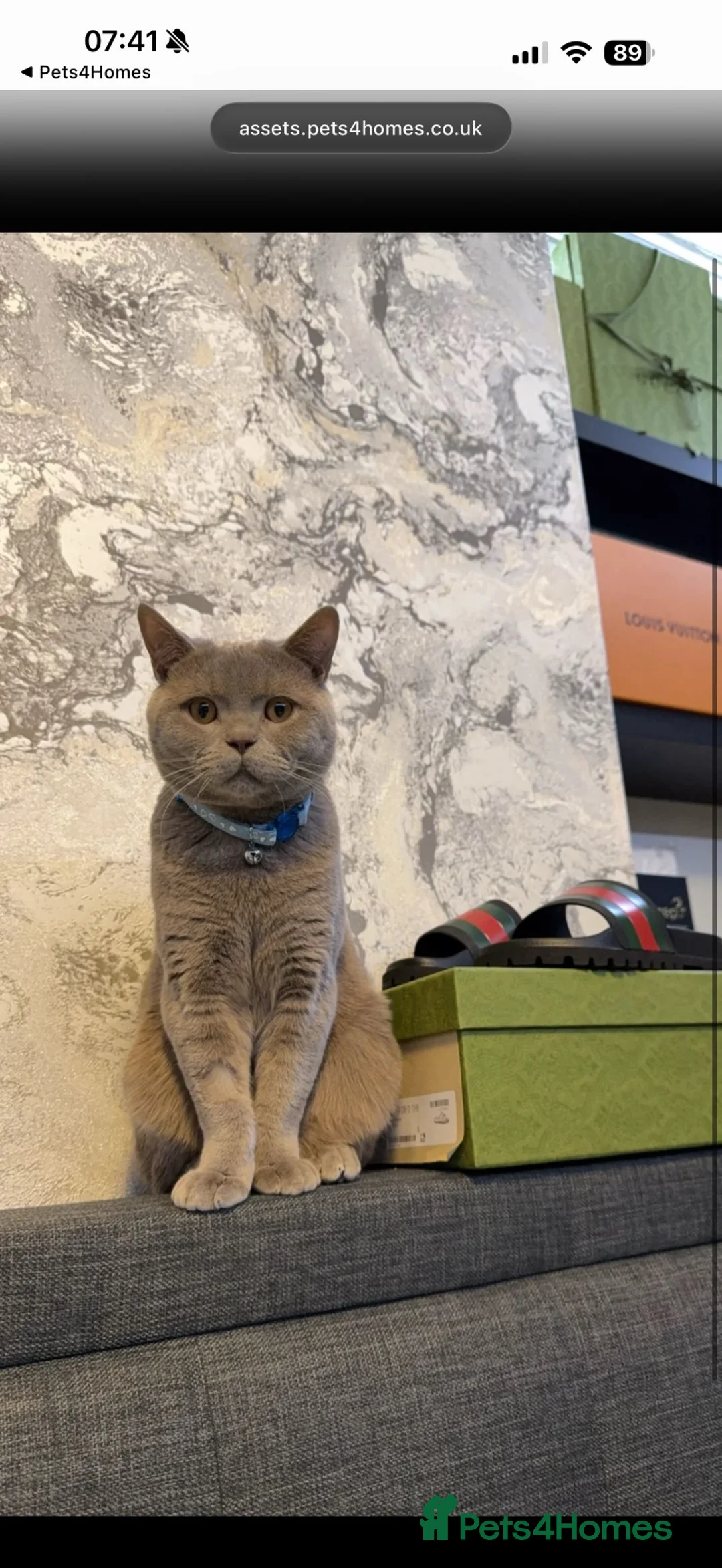 British Shorthair cats for sale: Lilac British Shorthair GCCF & TICA Registered - Advert 5
