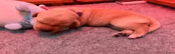 Labrador Retriever dogs for sale: Labrador Puppies in Southampton - Advert 2