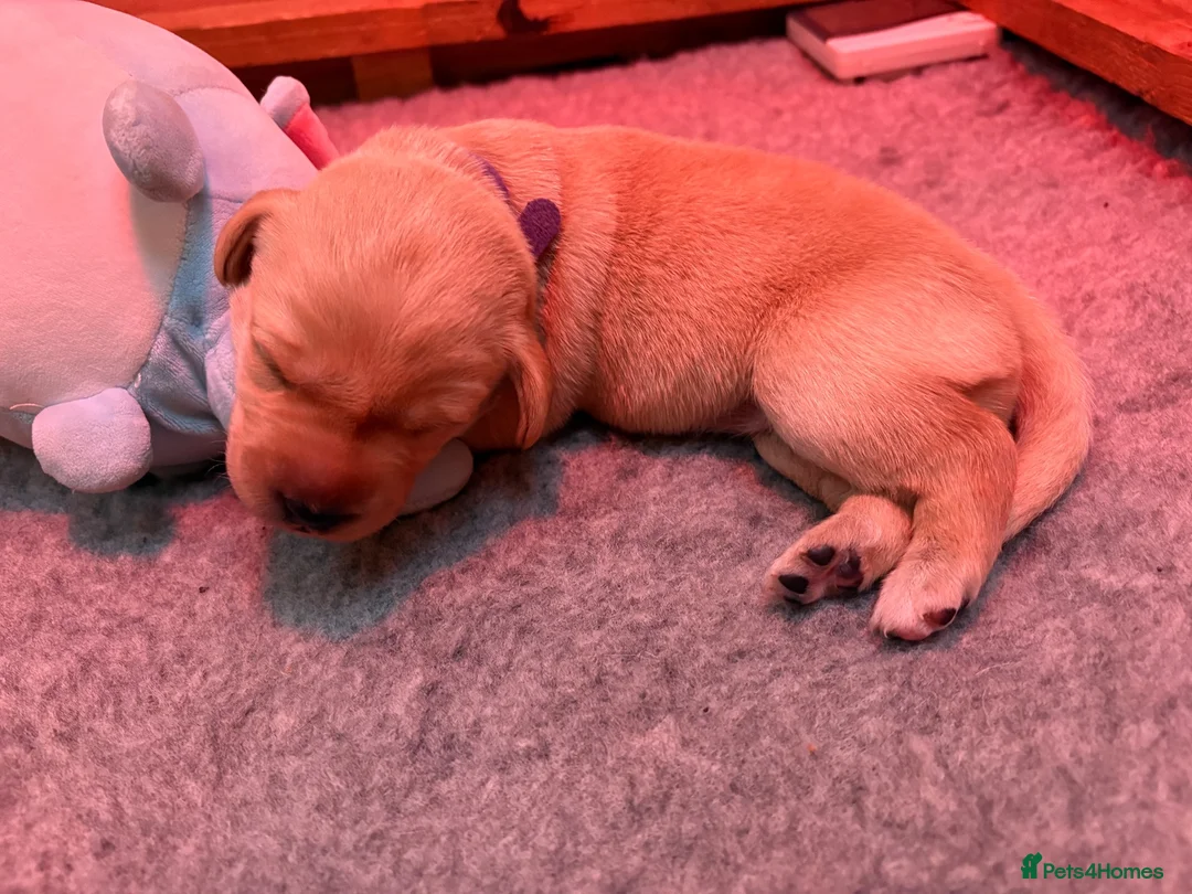 Labrador Retriever dogs for sale: Labrador Puppies in Southampton - Advert 2
