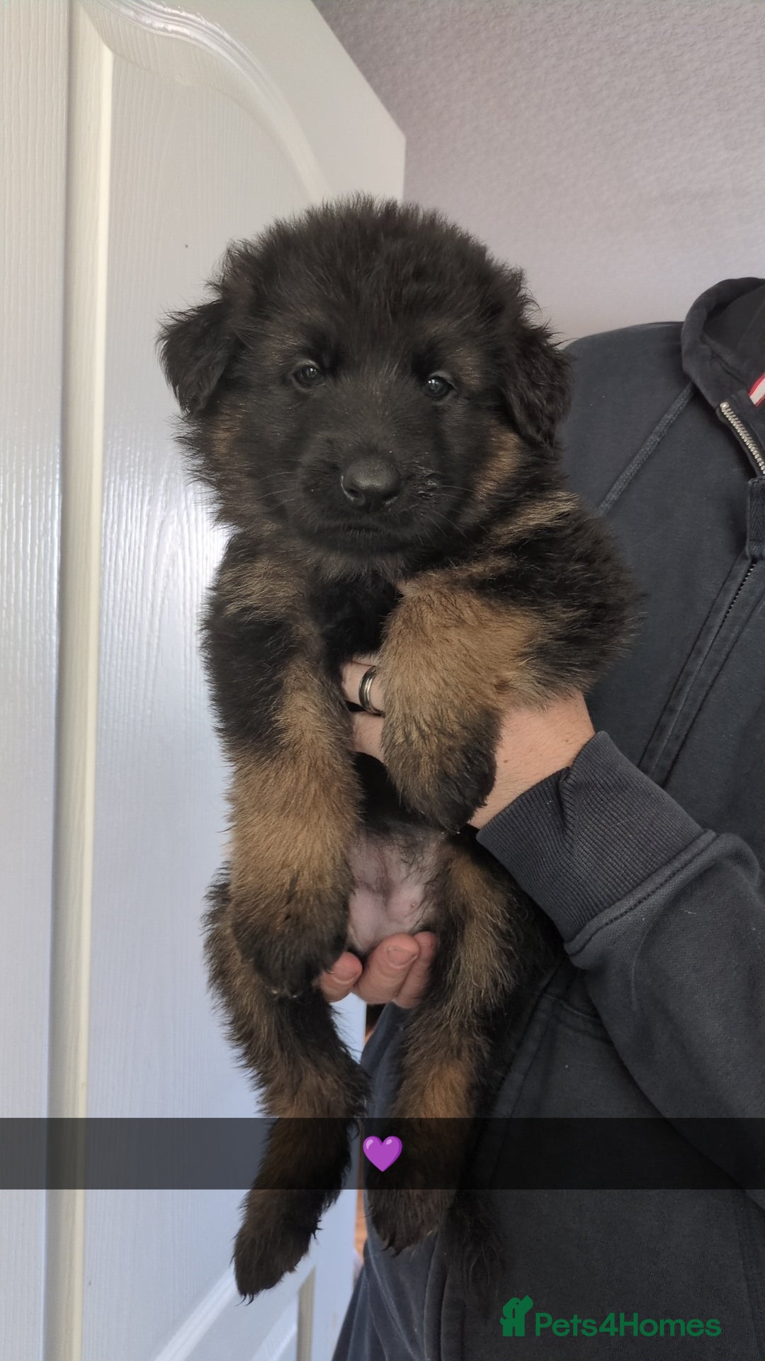 German Shepherd dogs for sale: German Shepherd Puppies  - Image 8