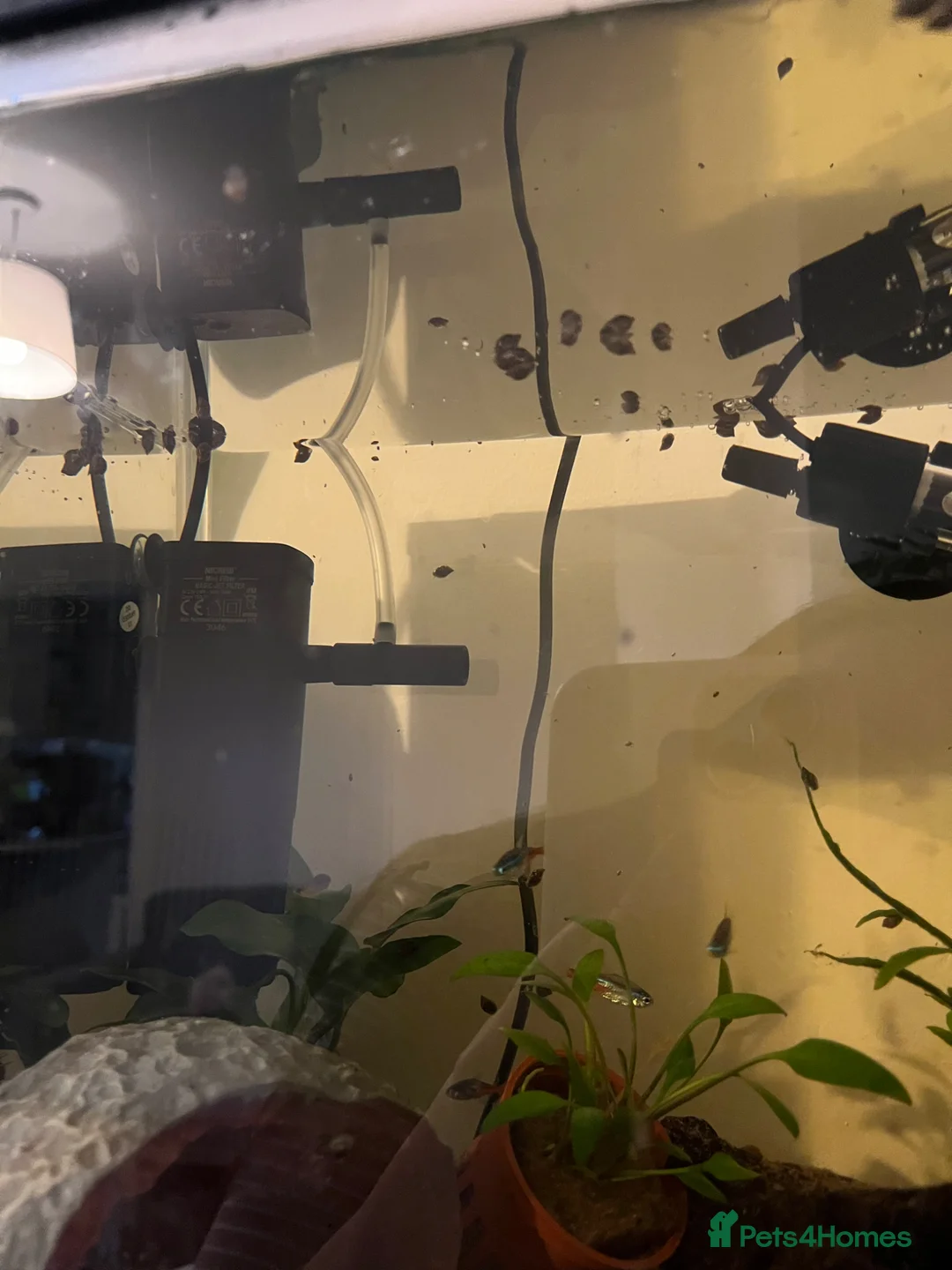 Snails fish for sale: Bladder Snails - Advert 2