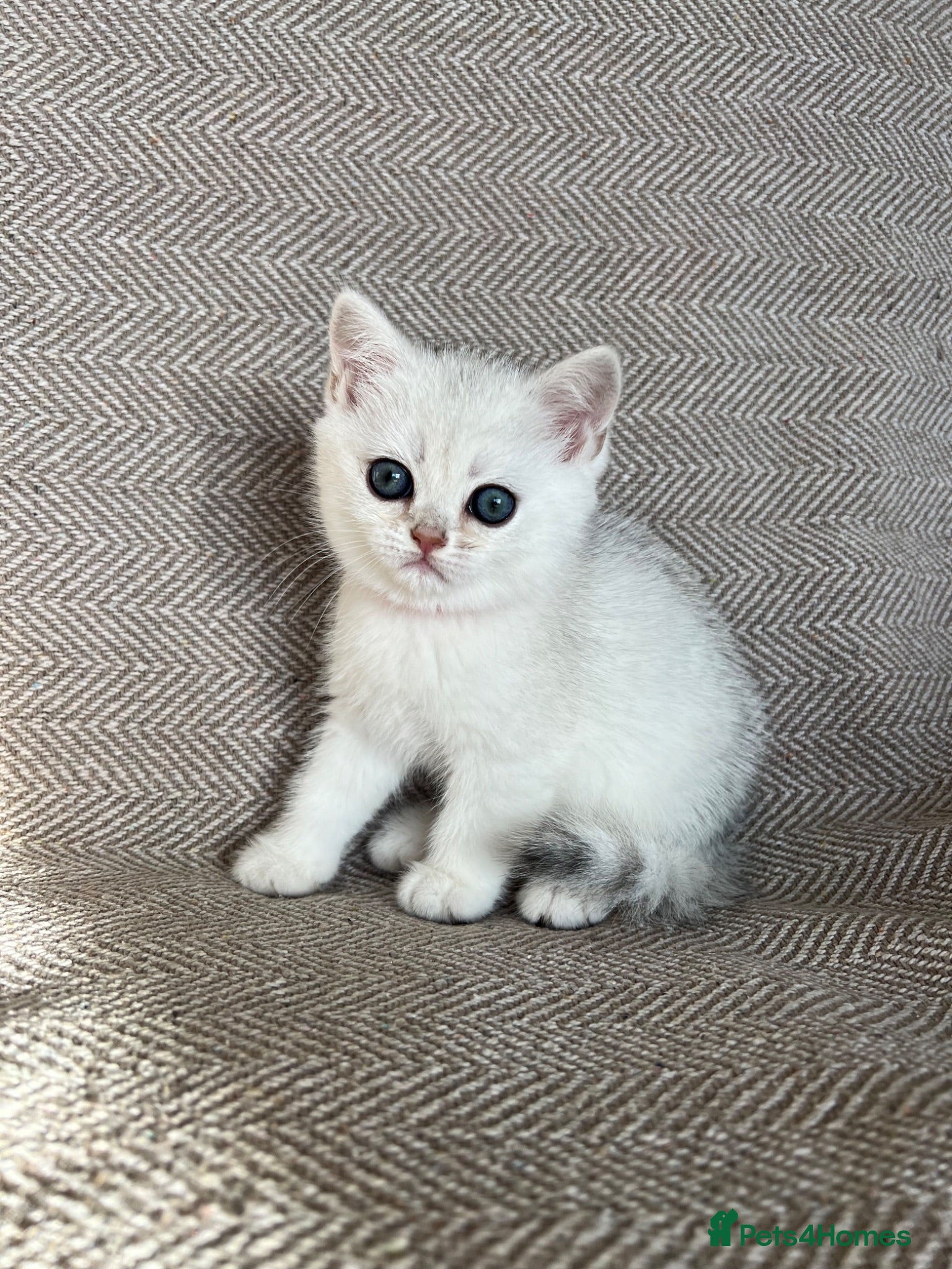 British Shorthair cats Silver Shaded British Shorthair boys  - Advert 1