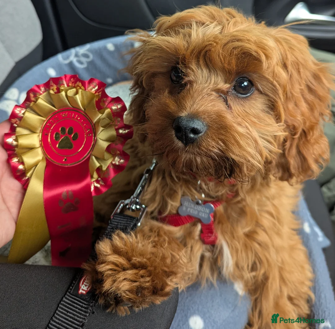 Cavapoo dogs for sale: Red F1 Cavapoo - Advert 12