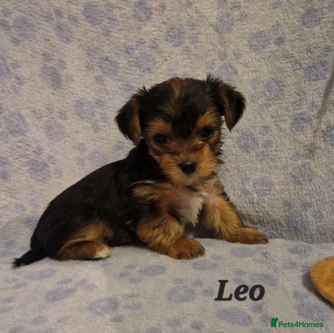 Yorkshire Terrier dogs for sale: Beautiful yorkie puppies - Advert 6