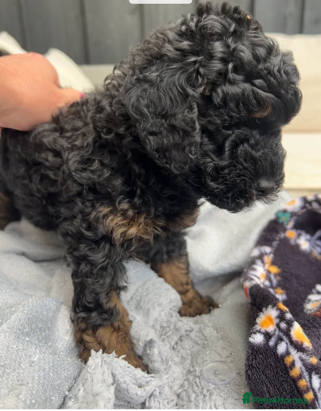 Toy Poodle dogs for sale: Toy poodle pups  - Advert 2