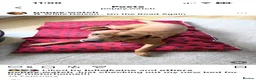 Labrador Retriever dogs for sale: Gorgeous Fox Red Labrador Puppies. - Advert 19