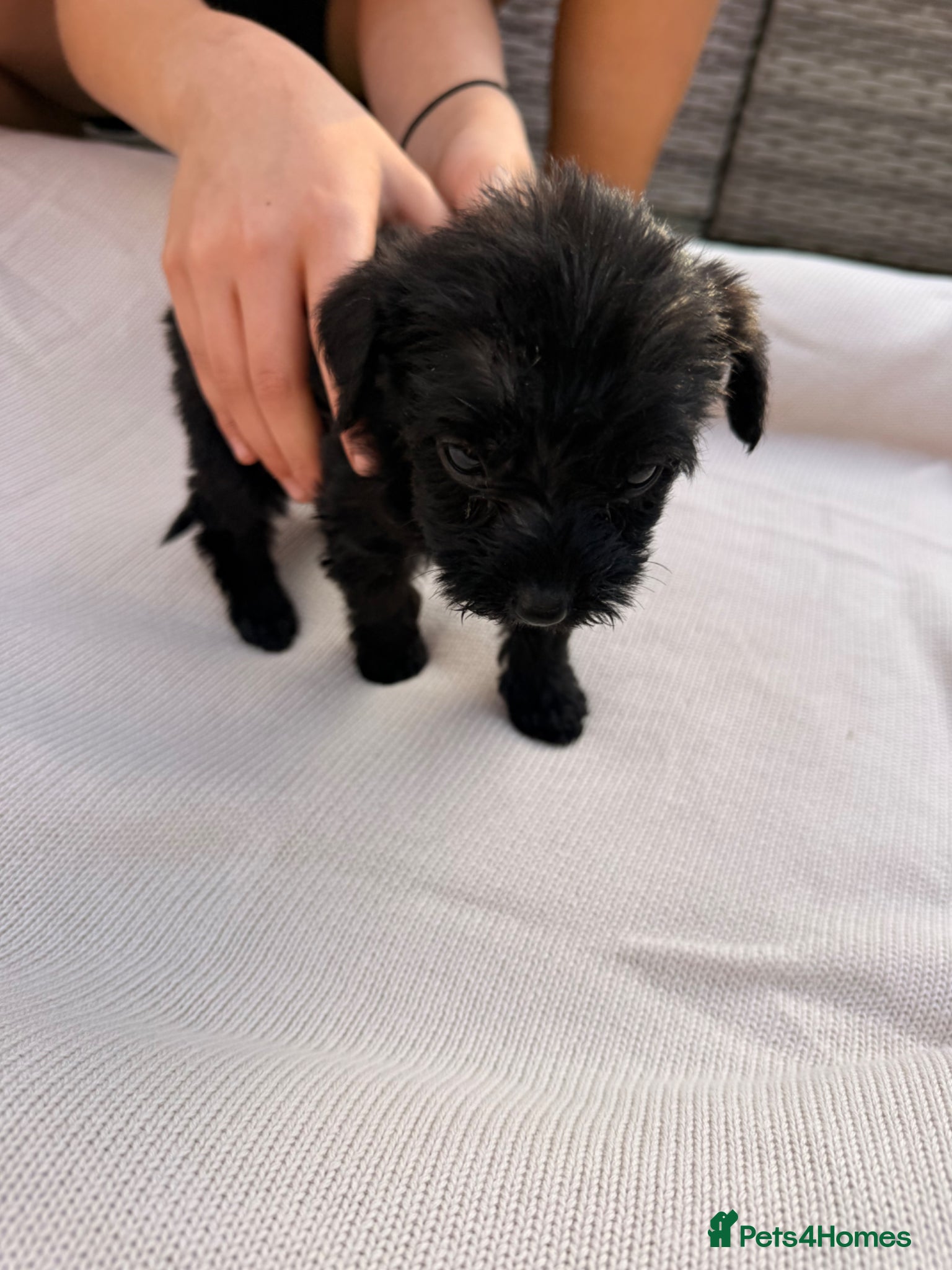 Mixed Breed dogs for sale: Whoodle puppies  - Advert 13