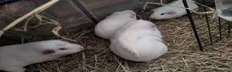 Guinea Pig rodents for sale: Four bonded girls  in Plymouth - Advert 2