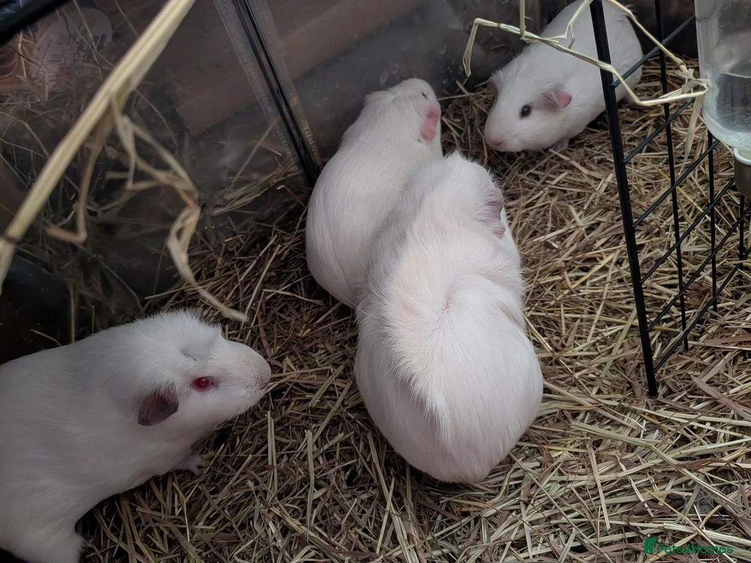 Guinea Pig rodents for sale: Four bonded girls  in Plymouth - Advert 2