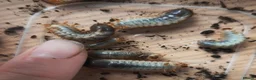 Beetles invertebrates for sale: Dicronorrhina derbyana blue beetles+other inverts - Advert 6