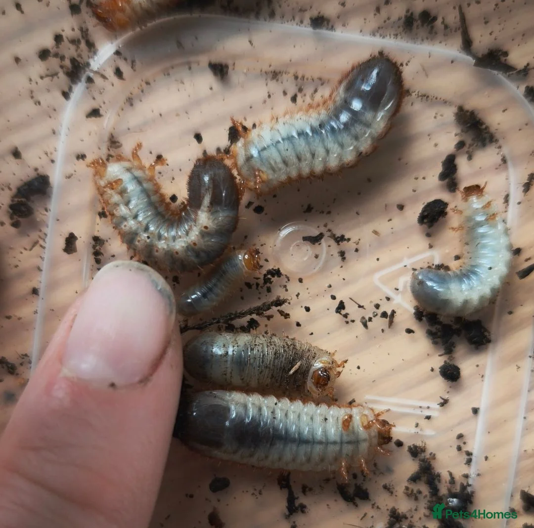 Beetles invertebrates for sale: Dicronorrhina derbyana blue beetles+other inverts - Advert 6