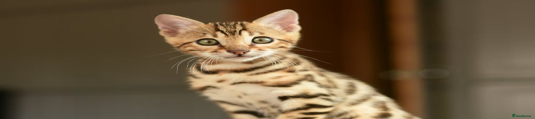 Bengal Kitten 3