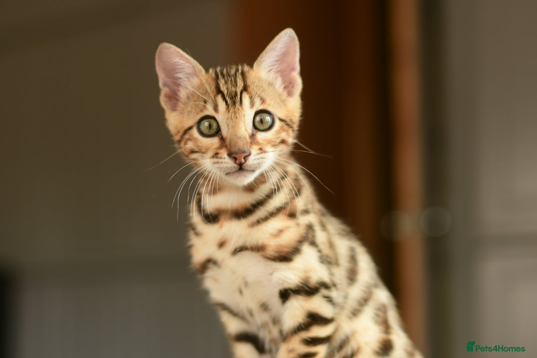 Bengal cats for sale: Show quality Bengal kittens available  - Image 4