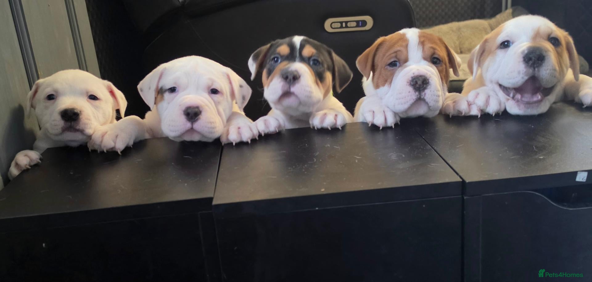 Mixed Breed dogs for sale: Shar pei mix puppys  - Advert 11