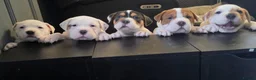 Mixed Breed dogs for sale: Shar pei mix puppys  in Birmingham - Advert 1