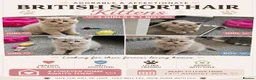 British Shorthair cats for sale:  *READY TO GO* beautiful British shorthair/ long - Advert 7