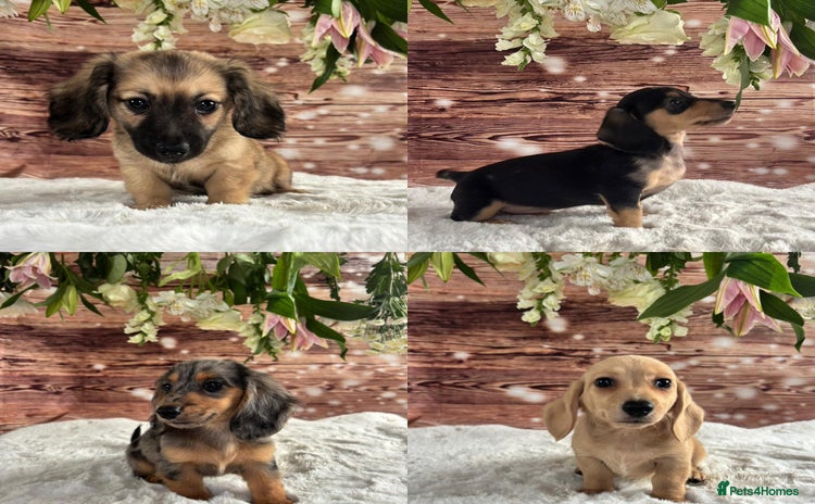 Dachshund dogs - Advert 1