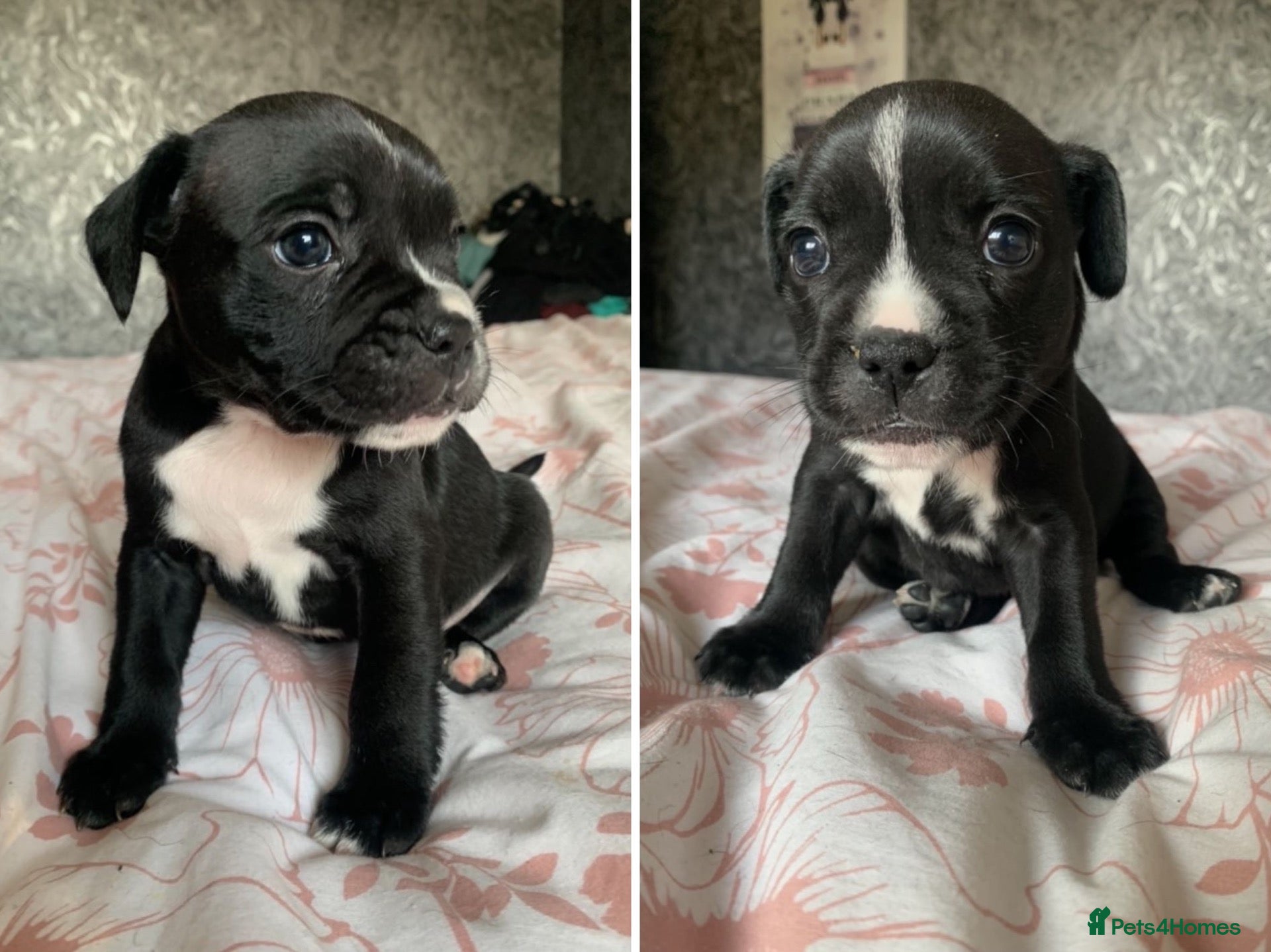 Mixed Breed dogs Beautiful Fraffy Puppies - Advert 3